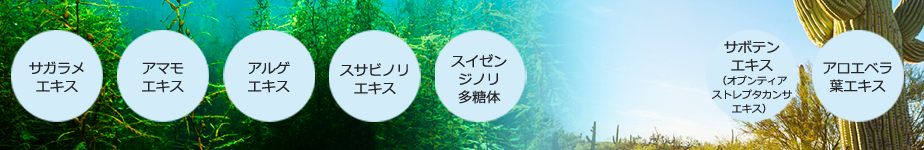 マルクパージュ 